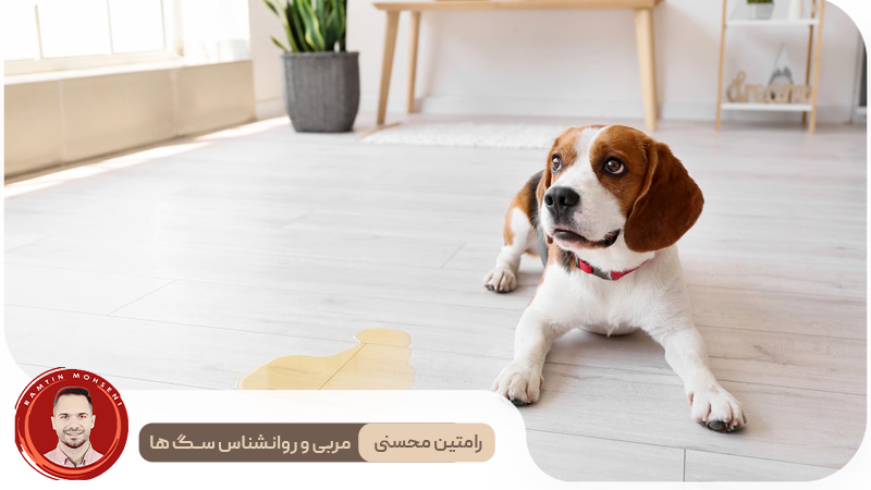 آموزش دستشویی به توله سگ