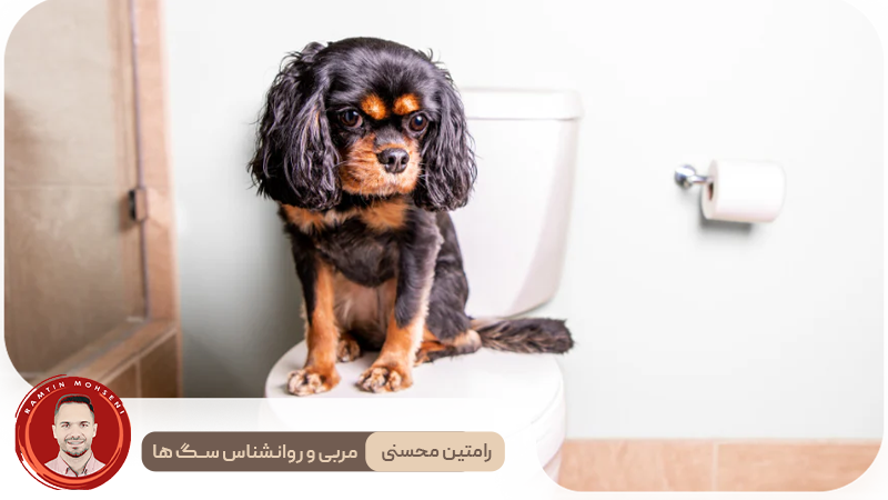 آموزش دستشویی به توله سگ