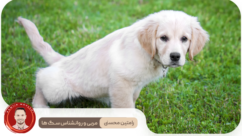 آموزش دستشویی به توله سگ