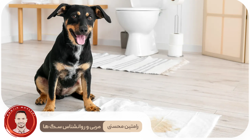 آموزش دستشویی به توله سگ