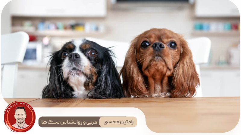 دلایل اصلی التماس کردن سگ‌ها و راه‌های مقابله با آن