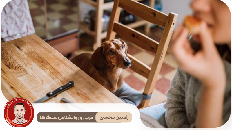 دلایل اصلی التماس کردن سگ‌ها و راه‌های مقابله با آن