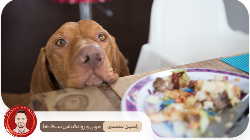 دلایل اصلی التماس کردن سگ‌ها و راه‌های مقابله با آن