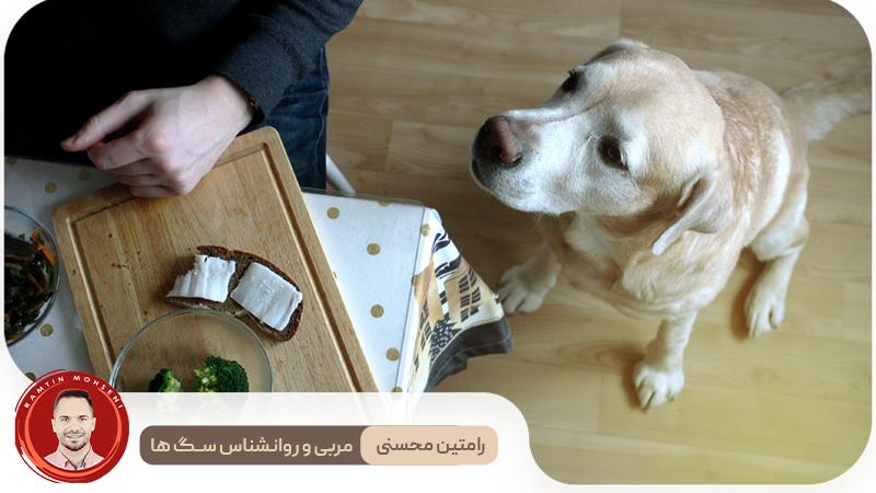 دلایل اصلی التماس کردن سگ‌ها و راه‌های مقابله با آن