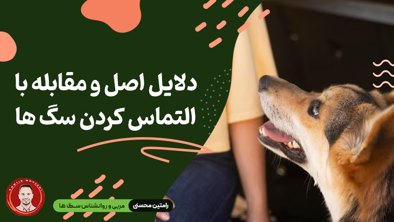 دلایل اصلی التماس کردن سگ‌ها و راه‌های مقابله با آن