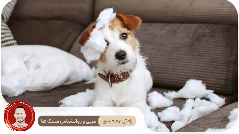 تکنیک‌ های تربیتی برای کاهش اضطراب جدایی در سگ