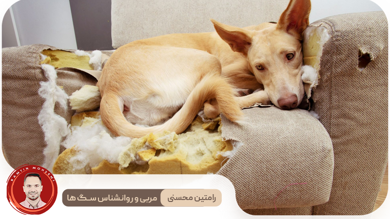 تکنیک‌ های تربیتی برای کاهش اضطراب جدایی در سگ