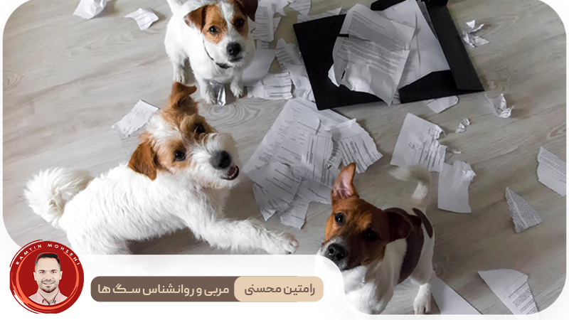 تکنیک‌ های تربیتی برای کاهش اضطراب جدایی در سگ