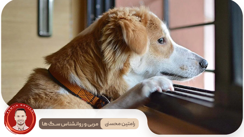 تکنیک‌ های تربیتی برای کاهش اضطراب جدایی در سگ