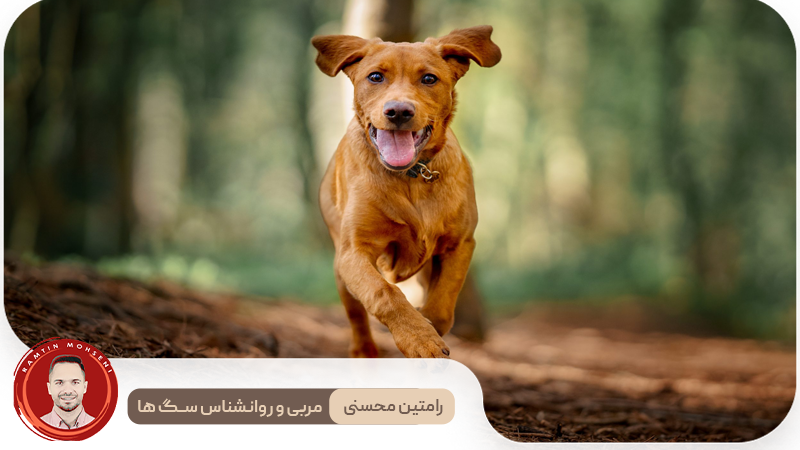 رازهای آموزش سگ: از «بیاید» تا فرمان‌پذیری