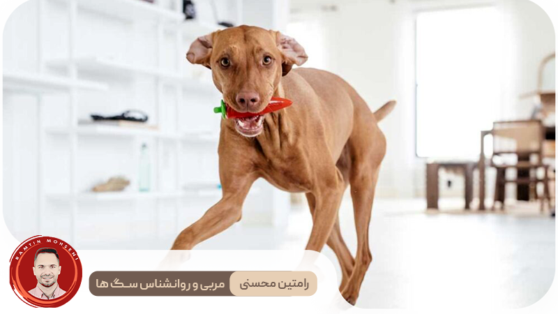 رازهای آموزش سگ: از «بیاید» تا فرمان‌پذیری