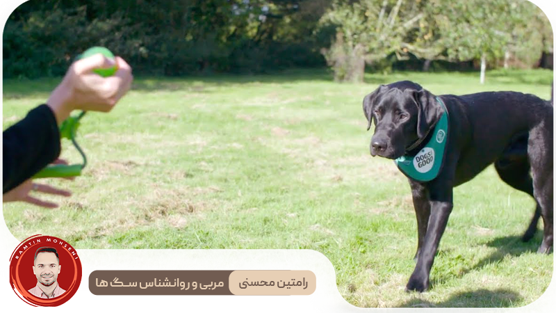 رازهای آموزش سگ: از «بیاید» تا فرمان‌پذیری