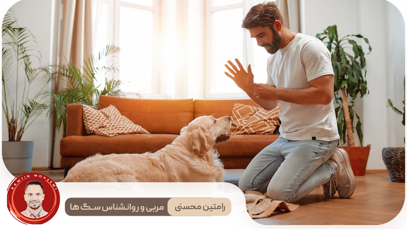 رازهای آموزش سگ: از «بیاید» تا فرمان‌پذیری