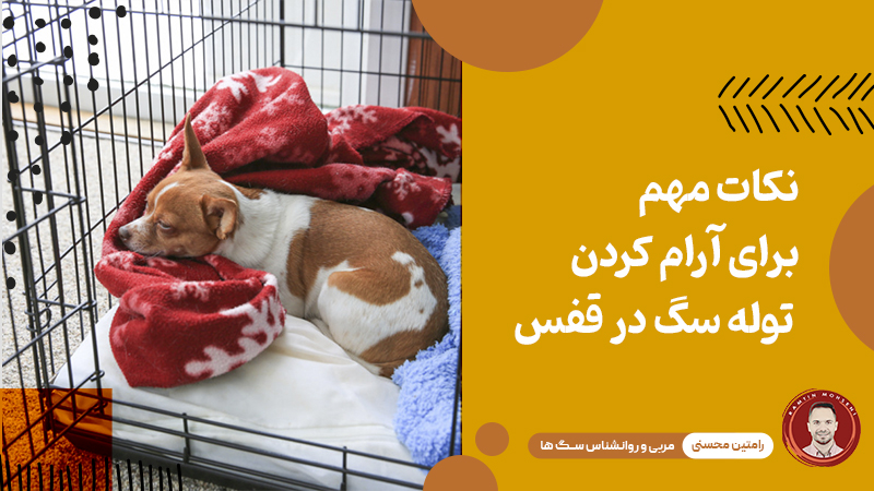 نکات مهم برای آرام کردن توله سگ در قفس