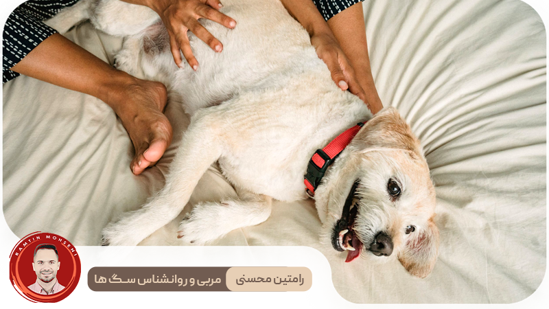 سگتان به شما اعتماد دارد