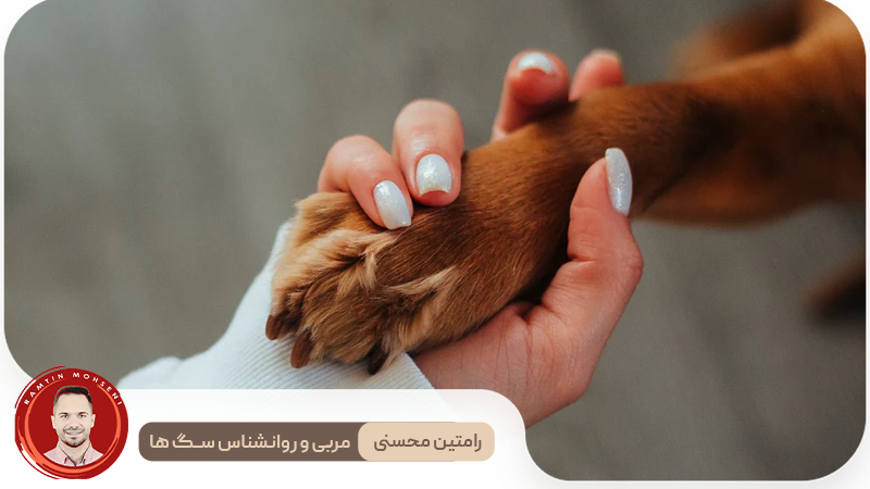 سگتان به شما اعتماد دارد