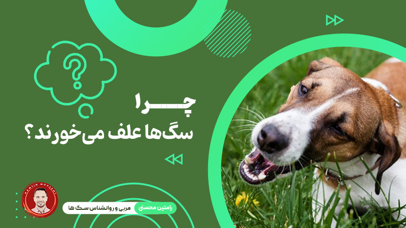 چرا سگ‌ها علف می‌خورند