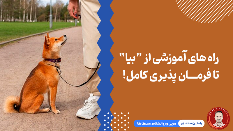 رازهای آموزش سگ: از «بیاید» تا فرمان‌پذیری