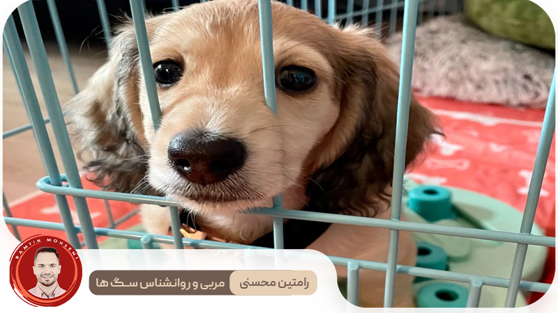 نکات مهم برای آرام کردن توله سگ در قفس