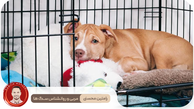 نکات مهم برای آرام کردن توله سگ در قفس