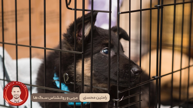 نکات مهم برای آرام کردن توله سگ در قفس