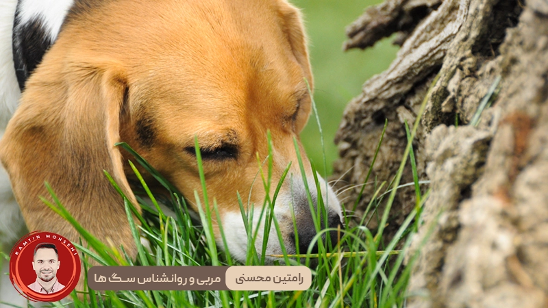 چرا سگ‌ها علف می‌خورند