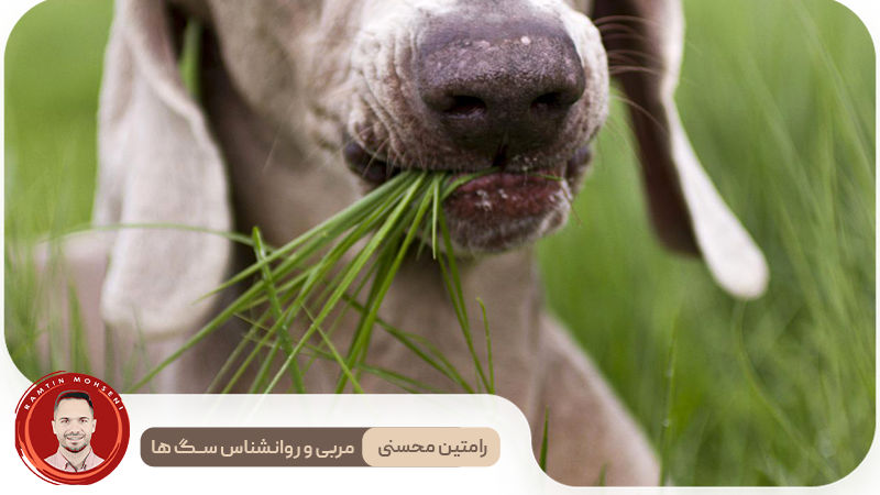 چرا سگ‌ها علف می‌خورند