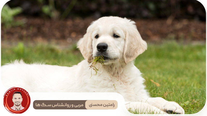 چرا سگ‌ها علف می‌خورند