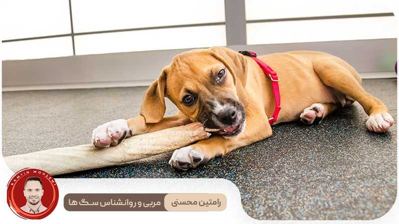 چگونه جلوی گاز گرفتن توله سگ را بگیریم