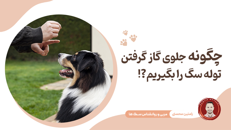 چگونه جلوی گاز گرفتن توله سگ را بگیریم