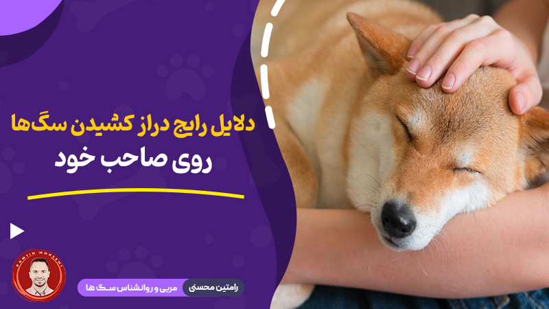 دلایل رایج دراز کشیدن سگ‌ ها روی صاحب خود