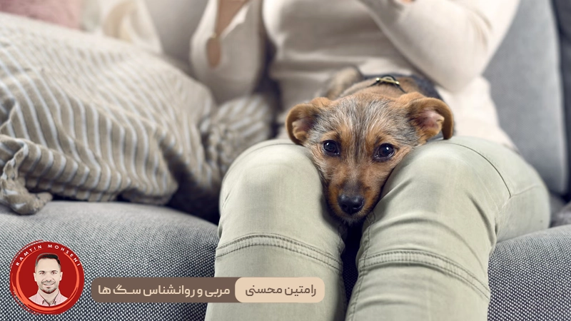 دلایل رایج دراز کشیدن سگ‌ ها روی صاحب خود