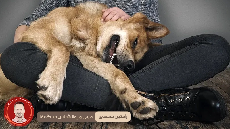دلایل رایج دراز کشیدن سگ‌ ها روی صاحب خود