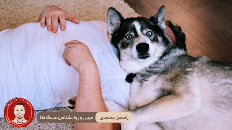 دلایل رایج دراز کشیدن سگ‌ ها روی صاحب خود