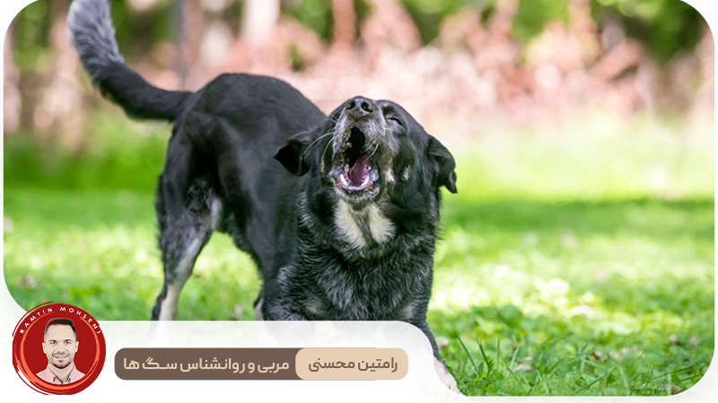 روش های موثر برای کاهش واق زدن سگ ها