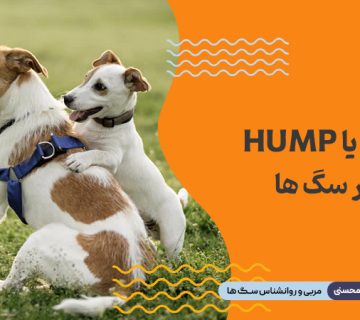 قوز یا Hump در سگ ها