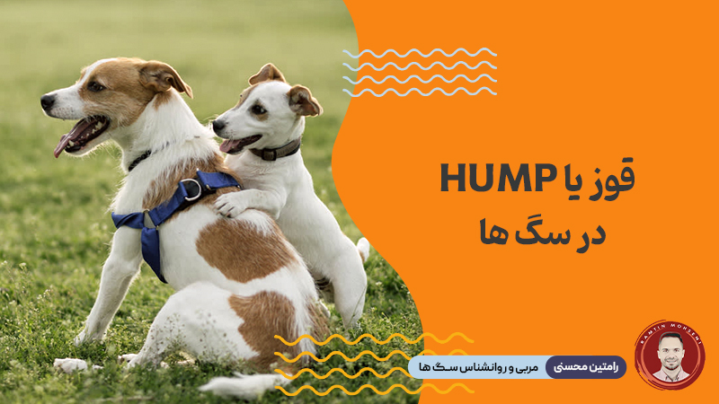 قوز یا Hump در سگ ها