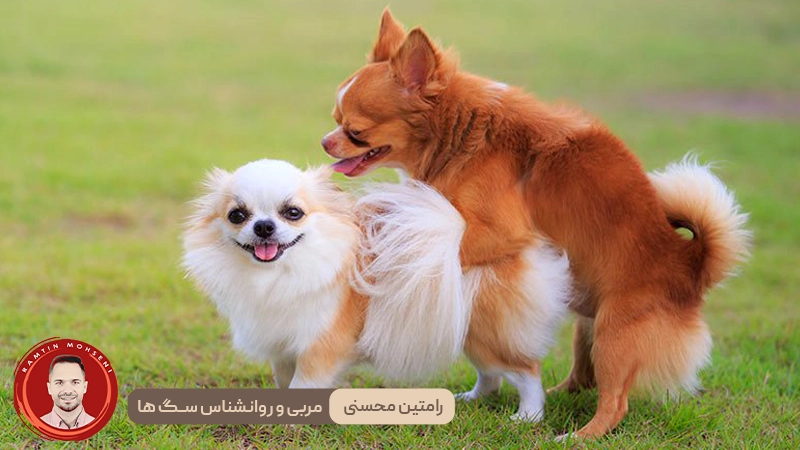 قوز یا Hump در سگ ها