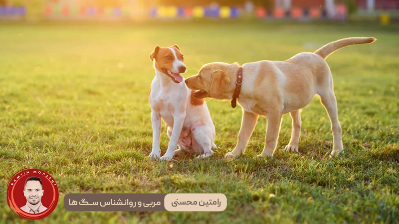 قوز یا Hump در سگ ها