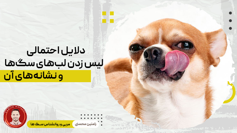 دلایل احتمالی لیس زدن لب های سگ ها و نشانه های آن