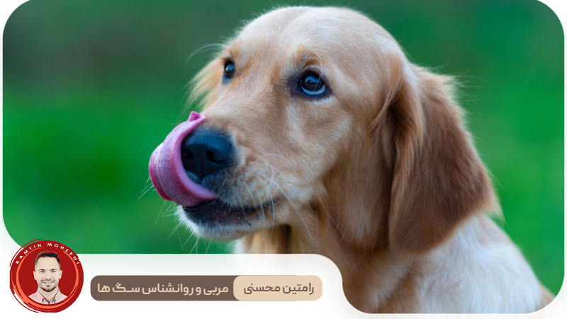 دلایل احتمالی لیس زدن لب های سگ ها و نشانه های آن 3 دلایل احتمالی لیس زدن لب های سگ ها و نشانه های آن