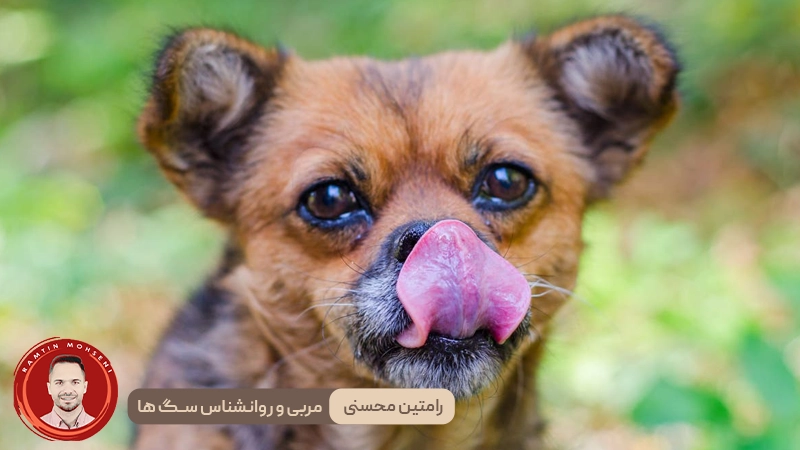 دلایل احتمالی لیس زدن لب های سگ ها و نشانه های آن 2 دلایل احتمالی لیس زدن لب های سگ ها و نشانه های آن