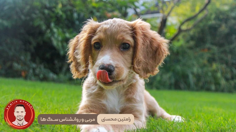 دلایل احتمالی لیس زدن لب های سگ ها و نشانه های آن 4 دلایل احتمالی لیس زدن لب های سگ ها و نشانه های آن