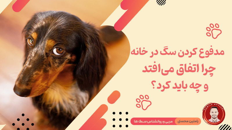 مدفوع کردن سگ در خانه : چرا اتفاق می‌افتد و چه باید کرد؟