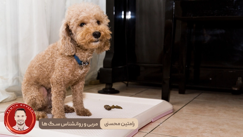 مدفوع کردن سگ در خانه : چرا اتفاق میافتد و چه باید کرد؟ 2 مدفوع کردن سگ در خانه : چرا اتفاق میافتد و چه باید کرد؟