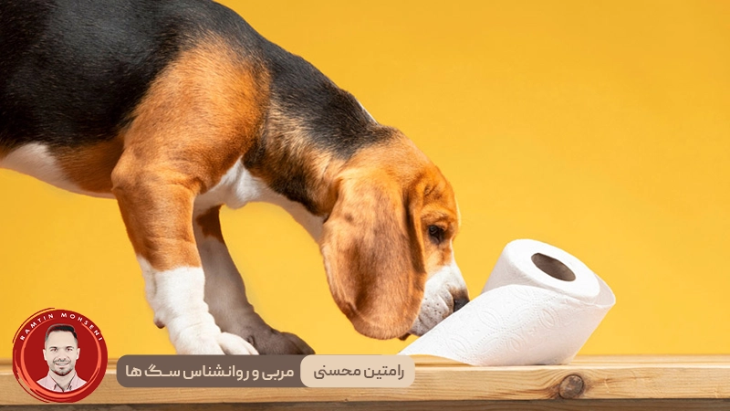 مدفوع کردن سگ در خانه : چرا اتفاق میافتد و چه باید کرد؟ 3 مدفوع کردن سگ در خانه : چرا اتفاق میافتد و چه باید کرد؟