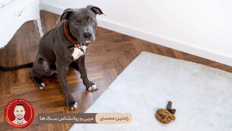 مدفوع کردن سگ در خانه : چرا اتفاق میافتد و چه باید کرد؟ 4 مدفوع کردن سگ در خانه : چرا اتفاق میافتد و چه باید کرد؟
