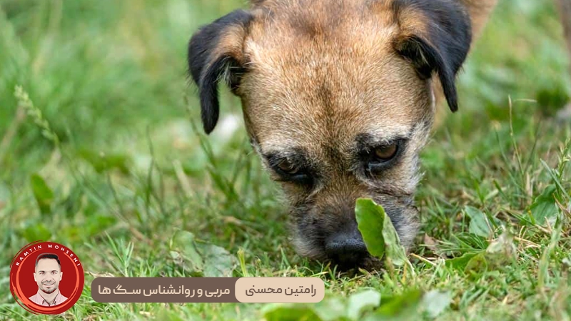 مدفوع خواری در سگ ها : نشاهنه ای از مبود مواد مغذی