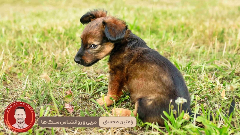 مدفوع خواری در سگ ها : نشاهنه ای از مبود مواد مغذی