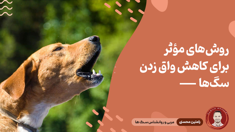 روش های موثر برای کاهش واق زدن سگ ها